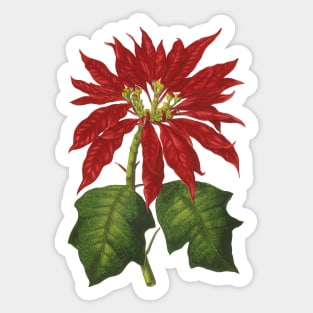 Vintage Christmas Poinsettia Plant Sticker